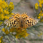 Great Basin Fritillary