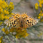 Great Basin Fritillary