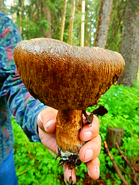 Bay Bolete