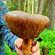 Bay Bolete