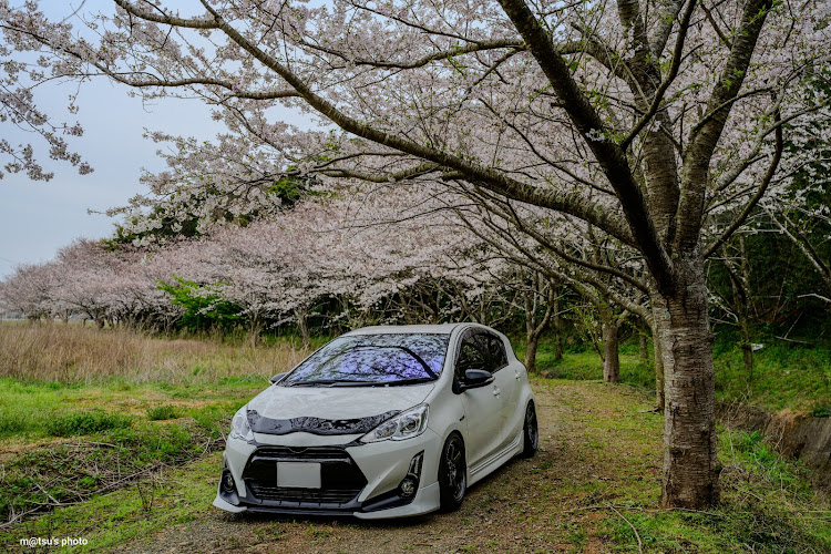 アクアのネズミっ子倶楽部・桜パトロール・春めき桜・サクラと愛車・4月もよろしくお願い致します🌸に関するカスタム事例の投稿画像3枚目