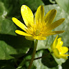 Lesser Celandine