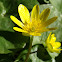 Lesser Celandine