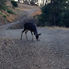 Blacktailed Deer (Mule Deer)