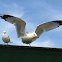 Gulls