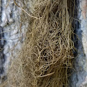 Gray horsehair lichen