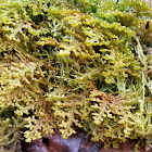 Scale moss