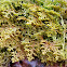 Scale moss