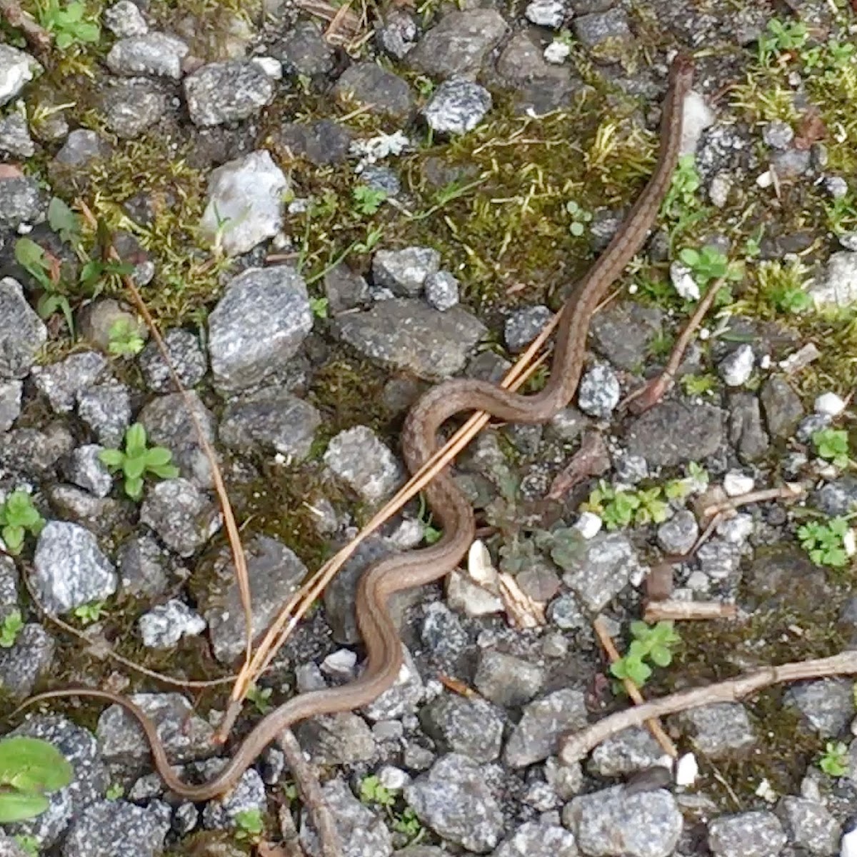 Brown Snake