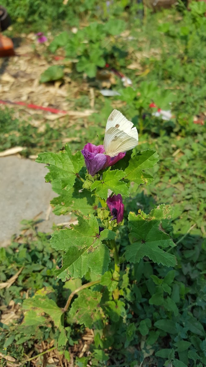 Cabbage White