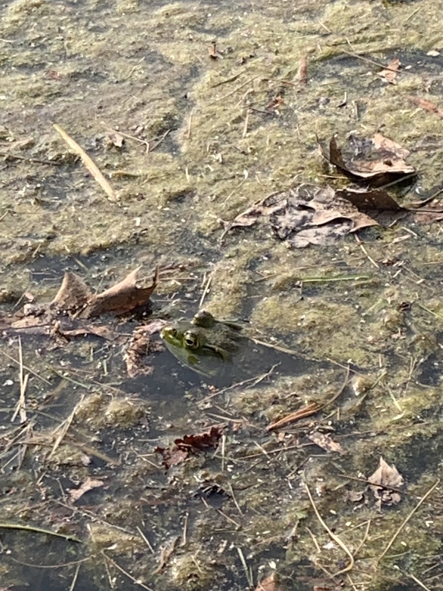 American Bullfrog