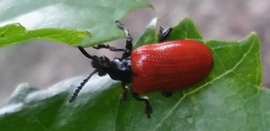 Air Potato Leaf Beetle