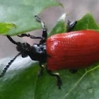 Air Potato Leaf Beetle