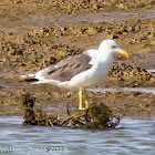 Yellow-legged Gull; Gaviota Patiamarilla