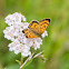 Common Copper (male)