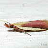 Carmine Snout Moth