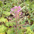 Fireweed