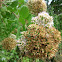 Arizona Sycamore