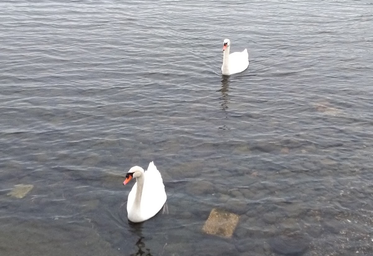 Mute Swan