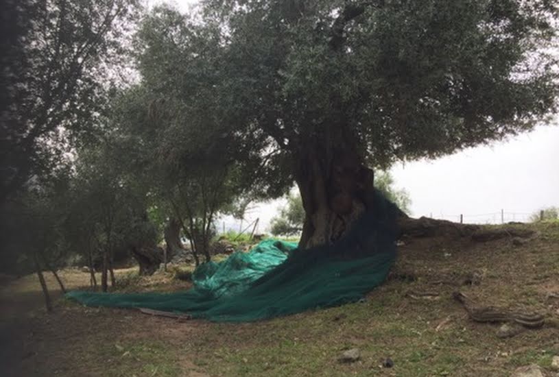  Vente Terrain à bâtir - à Calenzana (20214) 