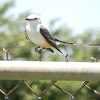 Scissor-Tailed Flycatcher