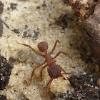 Northern Fungus Farming Ant