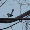 Blue-Gray Gnatcatcher