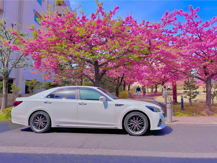 クラウンアスリートの4月もよろしくお願い致します🌸・サクラと愛車・桜シーズン開幕・春ですね・桜コラボに関するカスタム事例の投稿画像2枚目