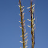 Desert Dichanthium