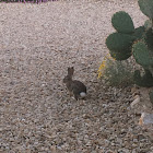 desert cottontail