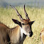 Common Eland