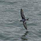 Fork-tailed Storm Petrel