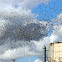 1000+ European Starlings (Murmuration)