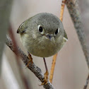 Ruby-crowned Kinglet (Female)