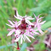 Slender prairiestar flower