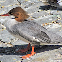 Goosander