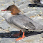 Goosander