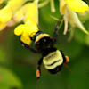 American Bumble Bee