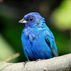 Indigo Bunting (Male)