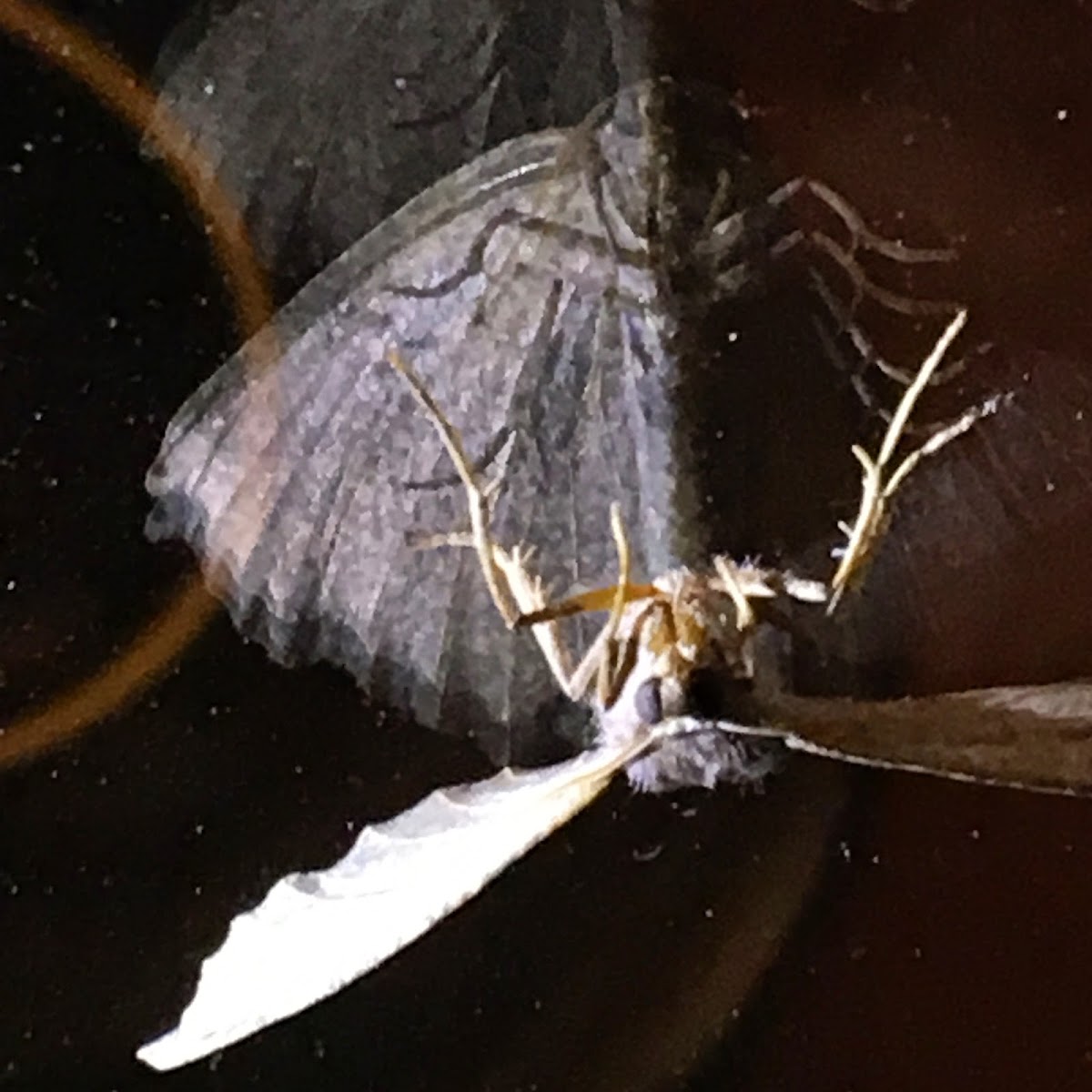 Large Maple Spanworm Moth