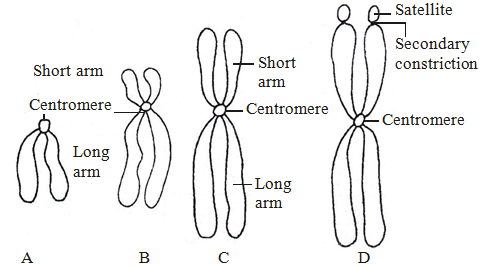 Nucleus and Chromosomes