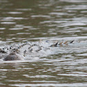 Saltwater Crocodile, Indopacific Crocodile