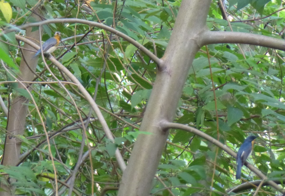 Chinese Blue Flycatcher