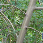 Chinese Blue Flycatcher