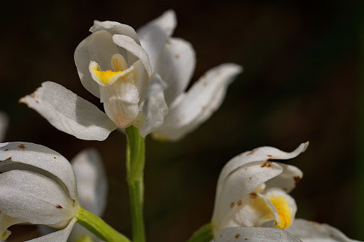 Cephalanthera longifolia