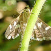 Beet Webworm Moth