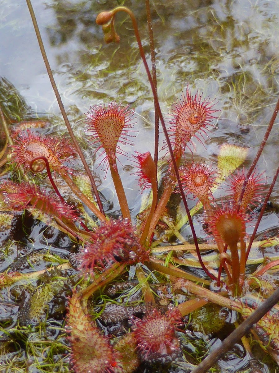 Pink Sundew