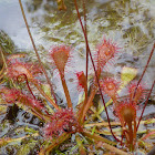 Pink Sundew