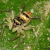 Golden Jumping Spider