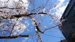 桜